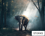 STORKS anagram