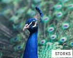 STORKS anagram
