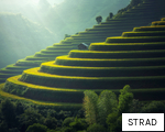STRAD anagram