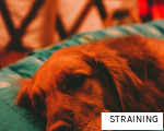 STRAINING anagram