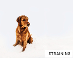 STRAINING anagram