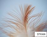 STRAN anagram