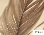 STRAN anagram