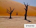 STRAYED anagram