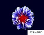 STRIATING anagram