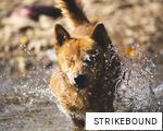 STRIKEBOUND anagram