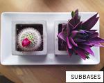 SUBBASES anagram