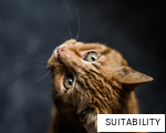 SUITABILITY anagram