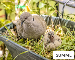 SUMME anagram