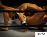 SUMO anagram