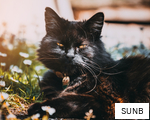 SUNB anagram