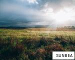 SUNBEA anagram