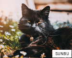 SUNBU anagram