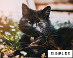 SUNBURS anagram