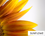 SUNFLOWE anagram
