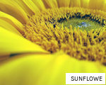 SUNFLOWE anagram