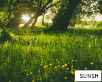 SUNSH anagram