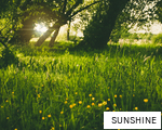 SUNSHINE anagram