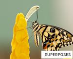 SUPERPOSES anagram