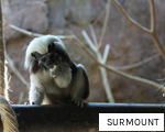 SURMOUNT anagram