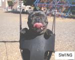 SWING anagram