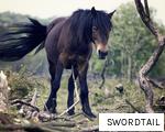 SWORDTAIL anagram