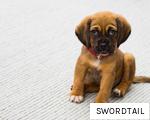 SWORDTAIL anagram