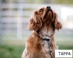 TAPPA anagram