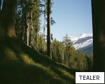 TEALER anagram