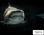 TEETH anagram