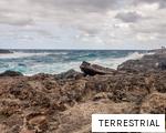 TERRESTRIAL anagram