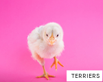 TERRIERS anagram