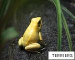 TERRIERS anagram