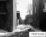 TESTICLES anagram