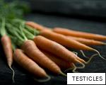 TESTICLES anagram
