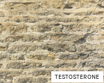 TESTOSTERONE anagram