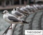 THECODONT anagram