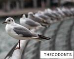 THECODONTS anagram