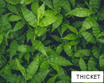 THICKET anagram