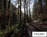 THICKET anagram