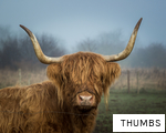 THUMBS anagram