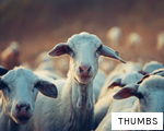 THUMBS anagram