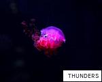 THUNDERS anagram