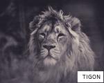 TIGON anagram