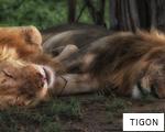 TIGON anagram
