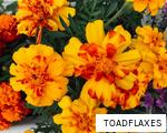 TOADFLAXES anagram