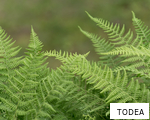 TODEA anagram