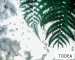 TODEA anagram