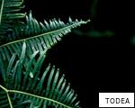 TODEA anagram