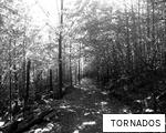 TORNADOS anagram